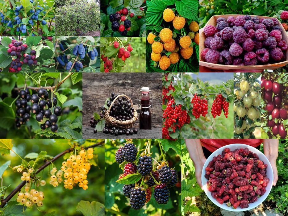 Fructiferi in ghiveci Plantare tot anul Lamai Mosmon Corn Coacaz Dud Afin Aronia Zmeur Alun Vita de vie