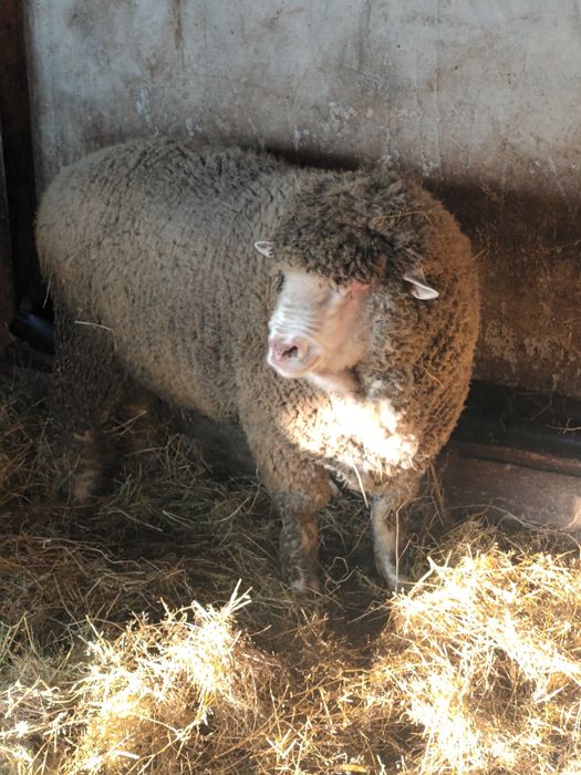 De vanzare berbec merinos