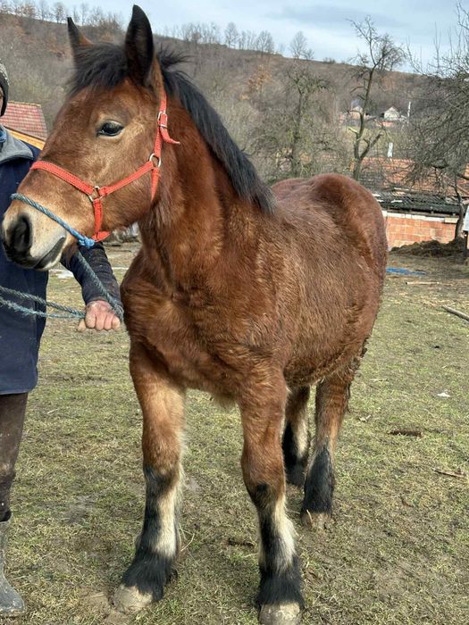 Vând Manza de 6 luni foarte frumoasă