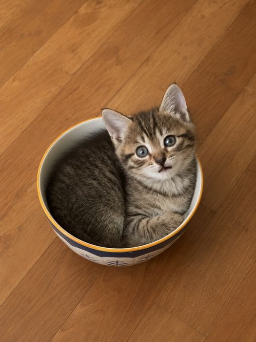 Котята бесплатно