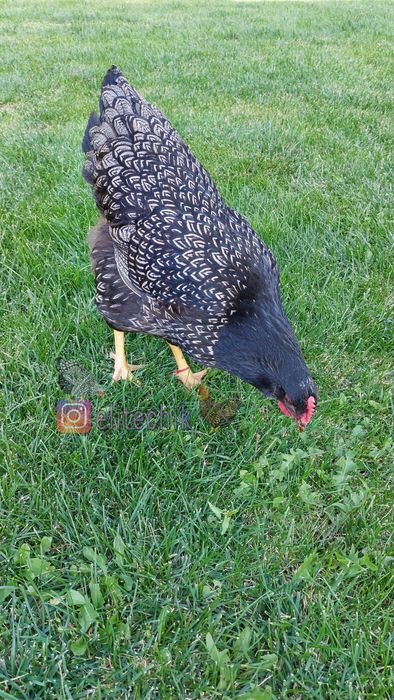 Барневельдер серебро