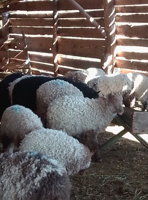 Vând turmă de oi Rațca