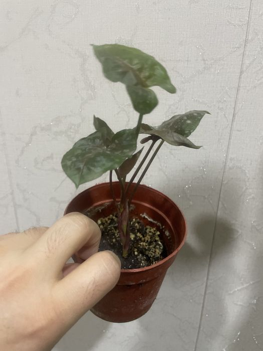 Сингониум пинк Неон Арров Браун