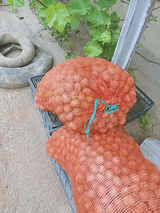 Орехи грецкие свои