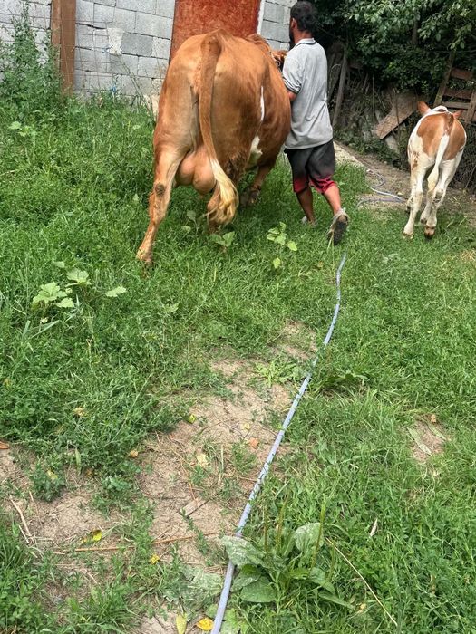 Vând junica la prima fătare cu vitica de 3 luni foarte bună de lapte