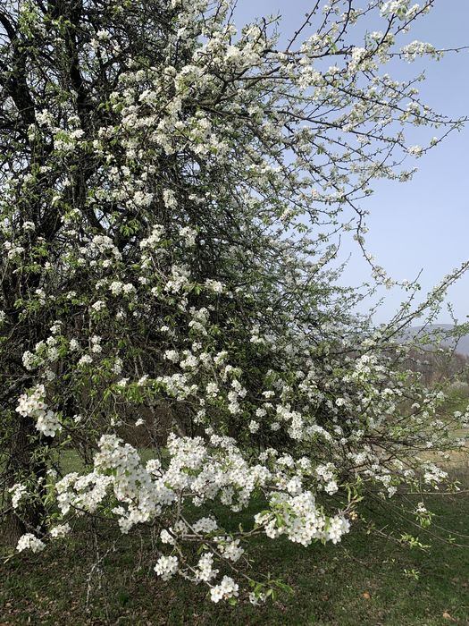 Teren 60 ari - in Cetatele, comuna Șișești, jud. Maramures