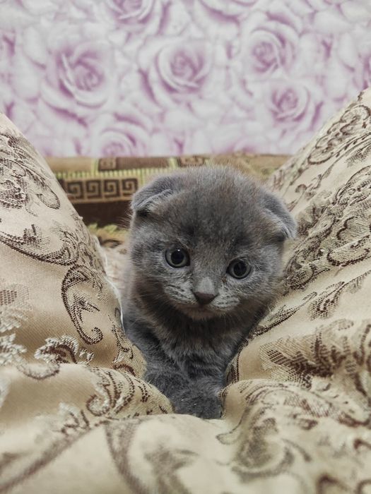 Продам шотландских котят