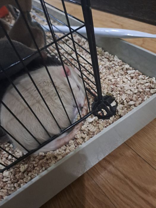 две крысы клетка и корм на месяц