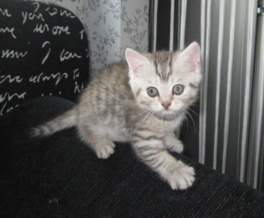 Котята  британские веслоухие и прямоухие по 15 -20тыс мальчики и девоч