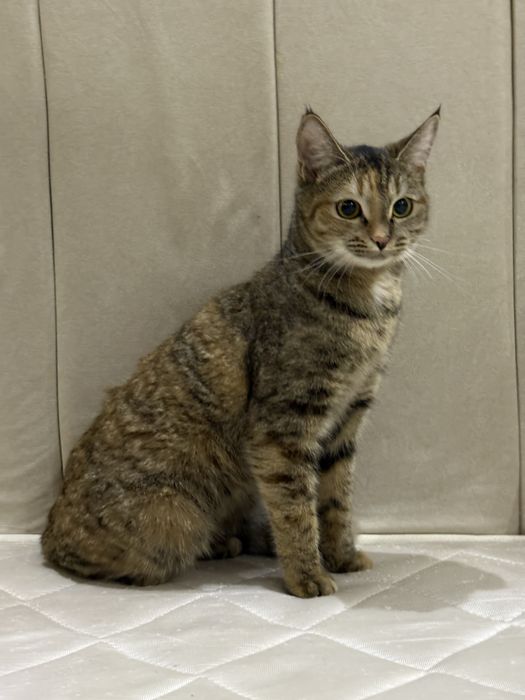 Отдам кошку в добрые руки!