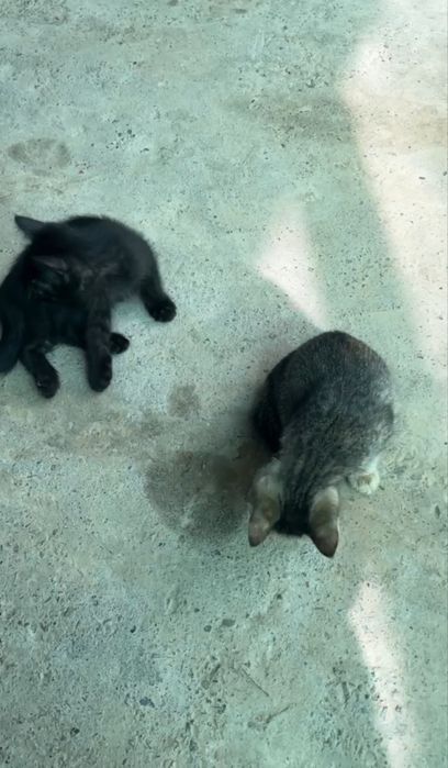 Отдам бесплатно в хорошие руки кошку и четыре котят