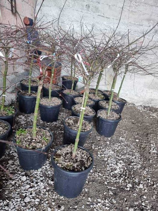 Plante decorative Tuia Smarald Columnaris