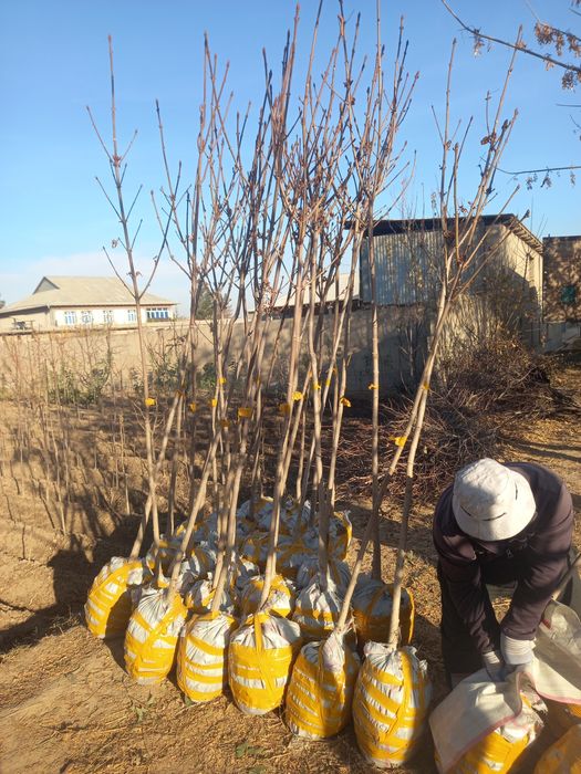 Чинор, лола дарахт, ҳар хил манзарали дарахтлар ва кўчатлар