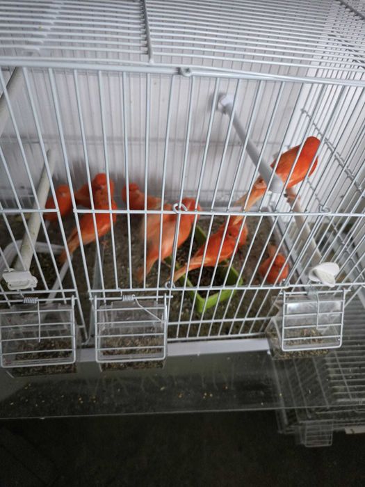 Vand Canari Rosii de Cantec