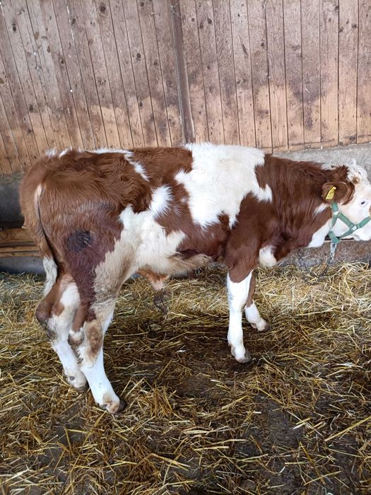 Vind vitel de 6 luni