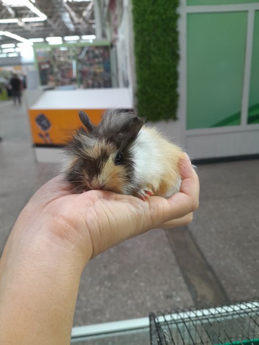 Морские свинки ...