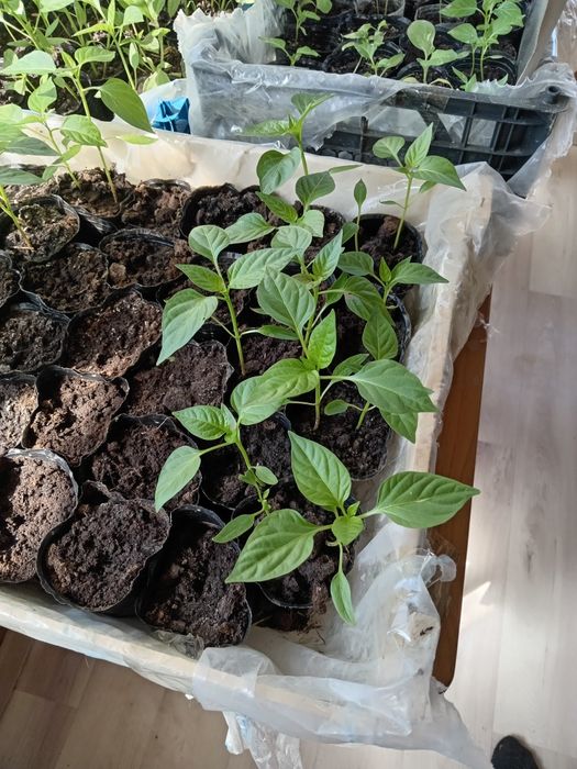 В продаже рассада перца баклажан помидор