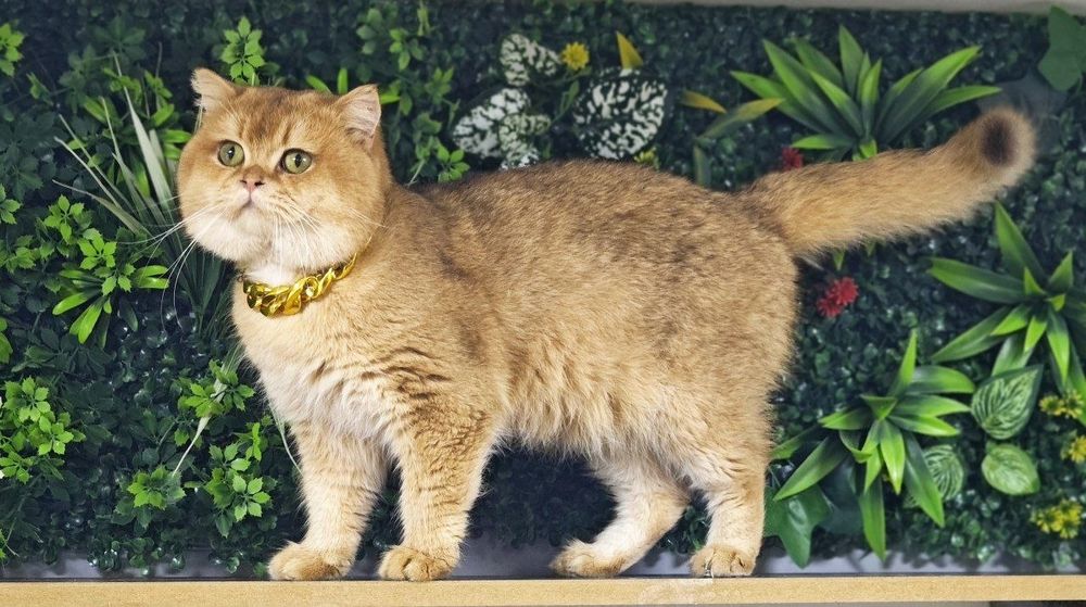 Zalatoy shinshilla sotiladi