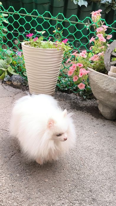 Красавец померанец, на вязку