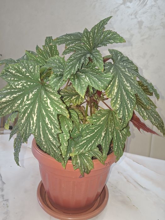 Комнатные цветы - Бегония