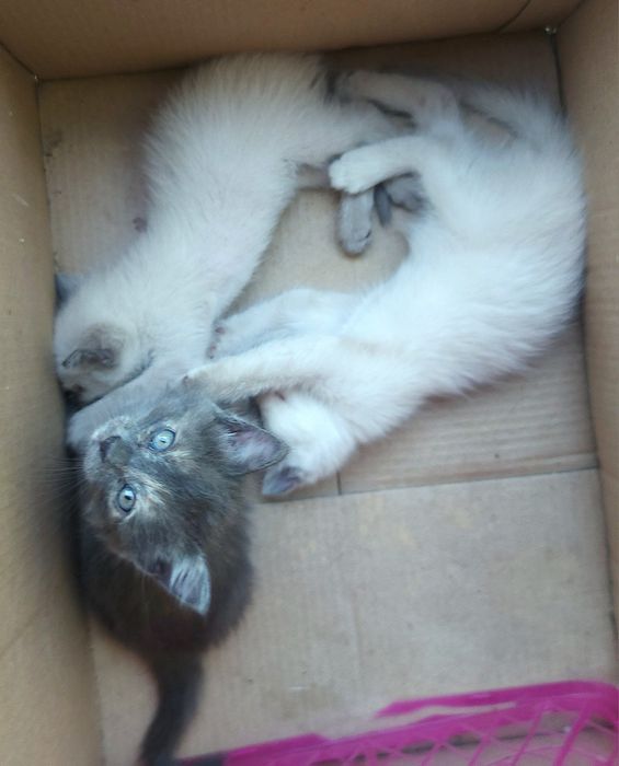 Отдам Котёнка. 1 мес, серая.