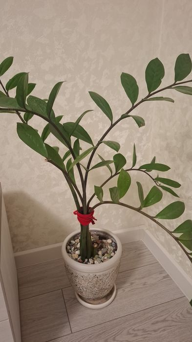 Комнатные цветы разные