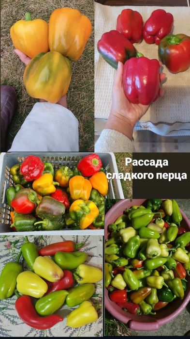 Рассада перцев, баклажан, базилика, огурцов