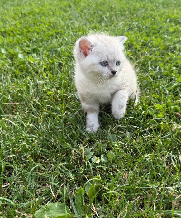 Котята милые, глаза красивые