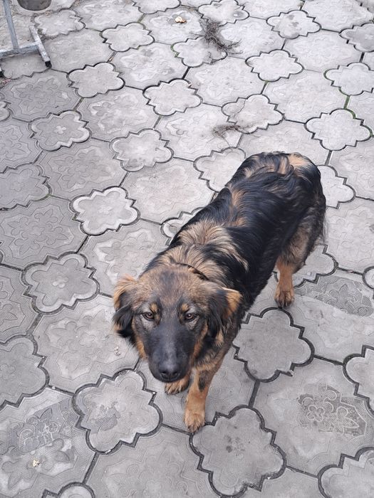 Отдам в хорошие руки девочку