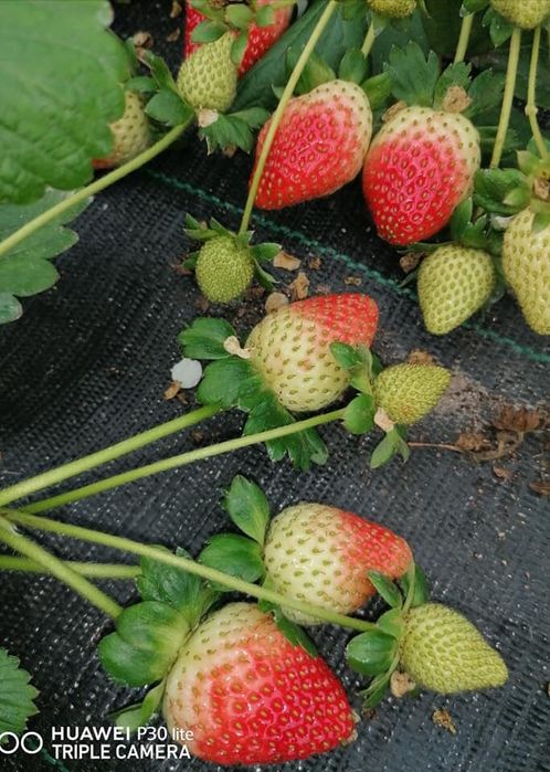 Folie Mulcire/Agrotextil, Ideal Plantatii Fructe de Padure, CALITATE!!