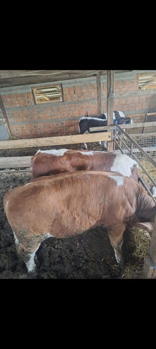 Vând viței de boxă