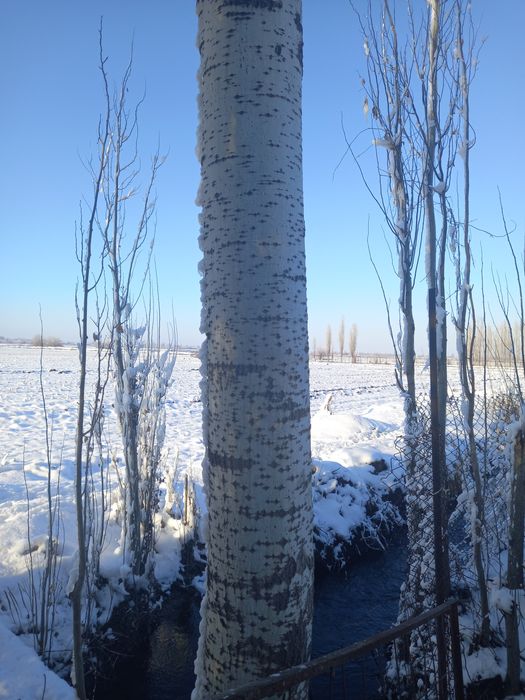 Прадаётса деревя-Тераклар сотилади