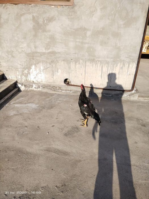 Aprel jo'ja sotiladi