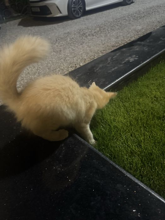 Кошка отдам на хорошие руки