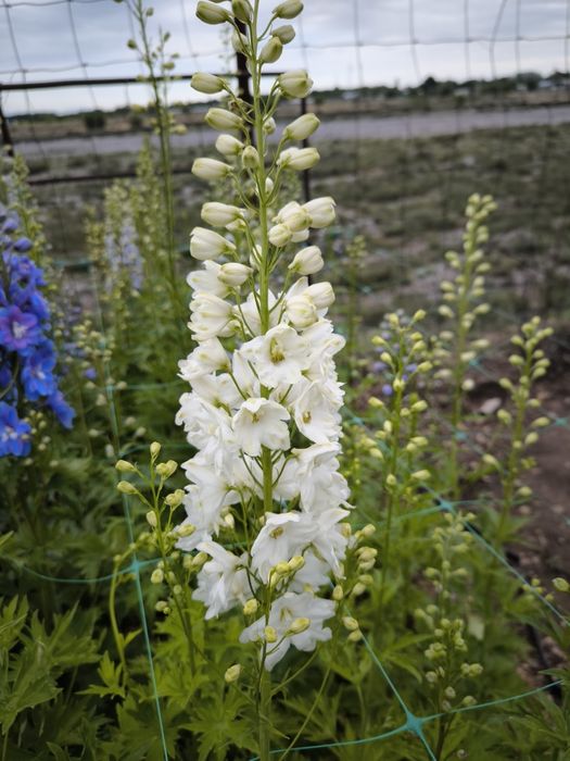 Дельфиниум двухлетка