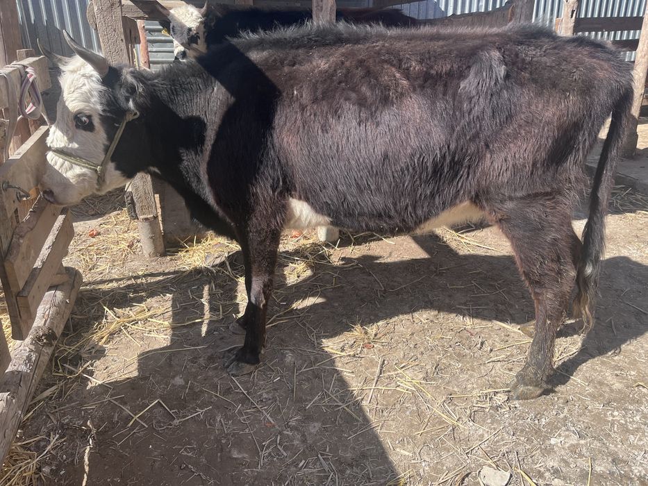 Еки туган кысыр сиыр