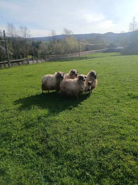 Vând berbeci sau schimb cu oi.