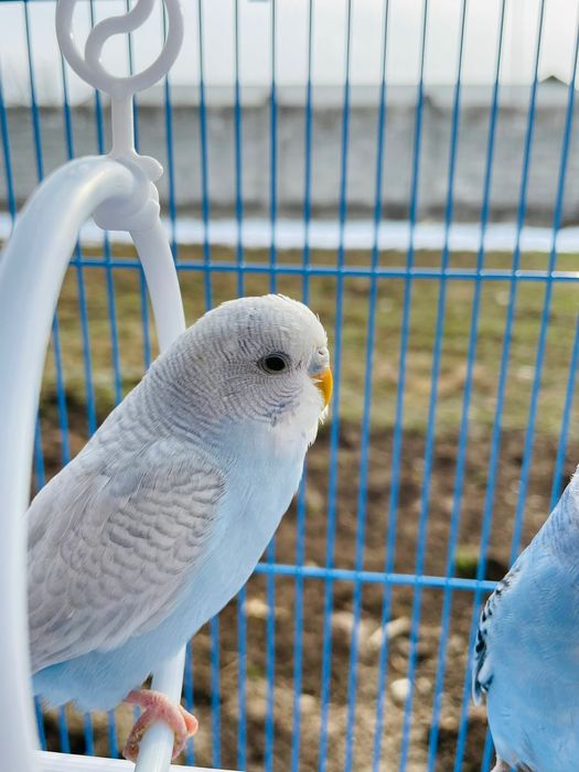 Продам пара попугай папугай