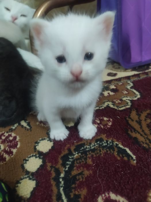 продается веслоухий котёнки