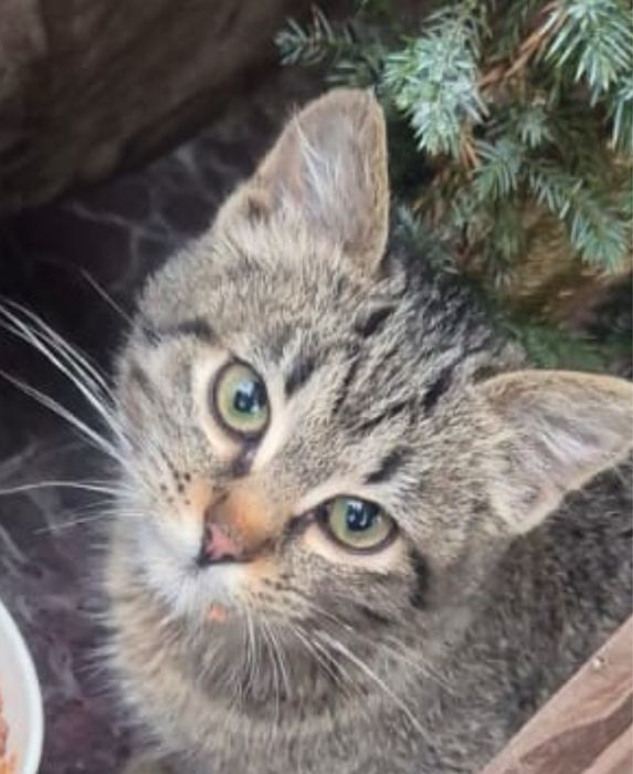 adopție pisica adulta sau pui