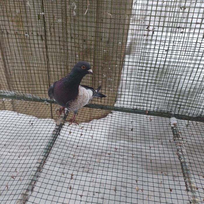 Vand porumbei culori rare