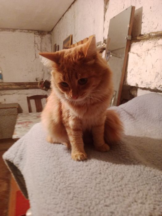 Котик в добрые руки.