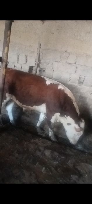 Qurbonlikka buqalar bor