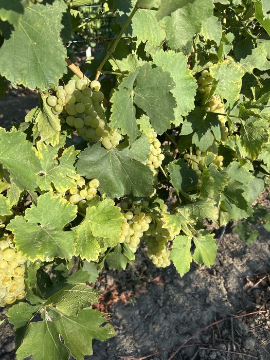 Struguri de vanzare, otonel, ceasla , de vin si de masa
