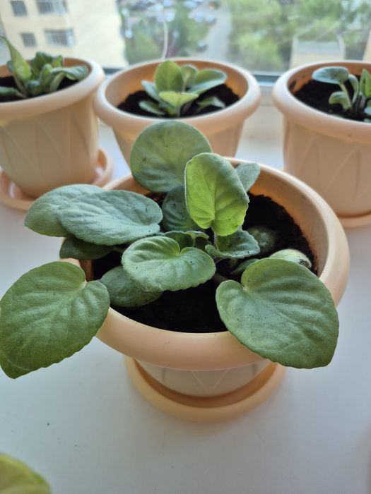 Продам фиалки комнатные