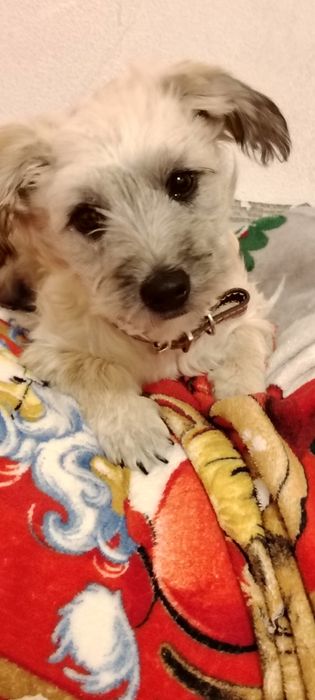 Sa donat. DONEZ - Cățelușa bishon havanez  maltez