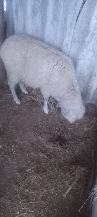 Ургашы кой сатылады