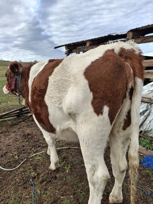 Vând junincă bălțată germană
