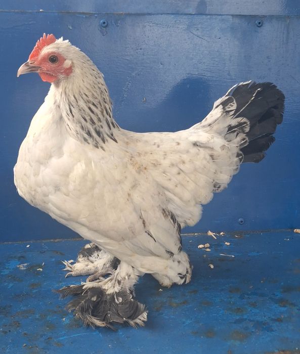 Pereche Mii de flori herminat deschis