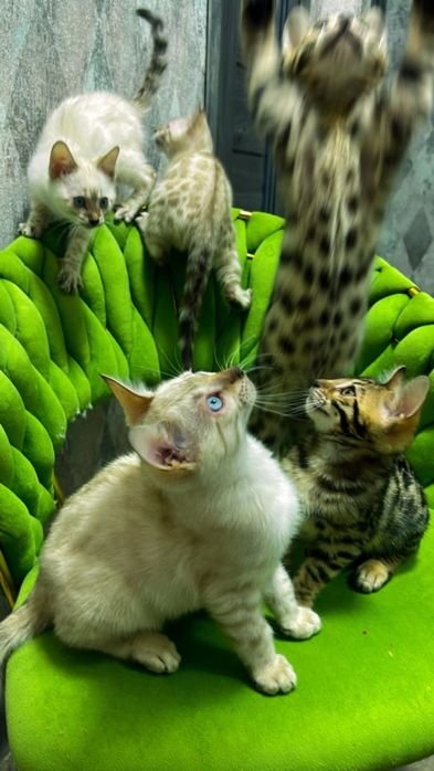 Chiroyli bengallar sotiladi